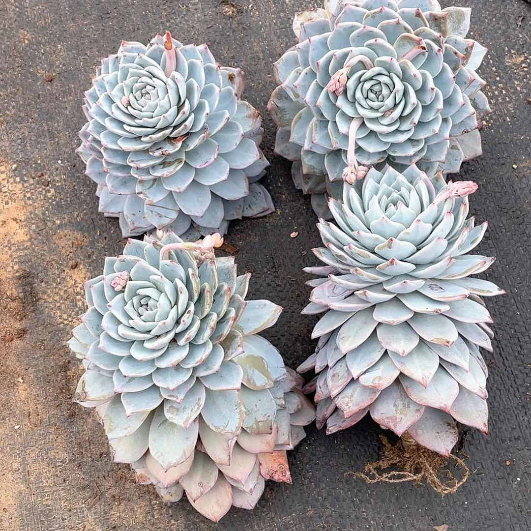 蓝鸟9.9米 量拍多肉