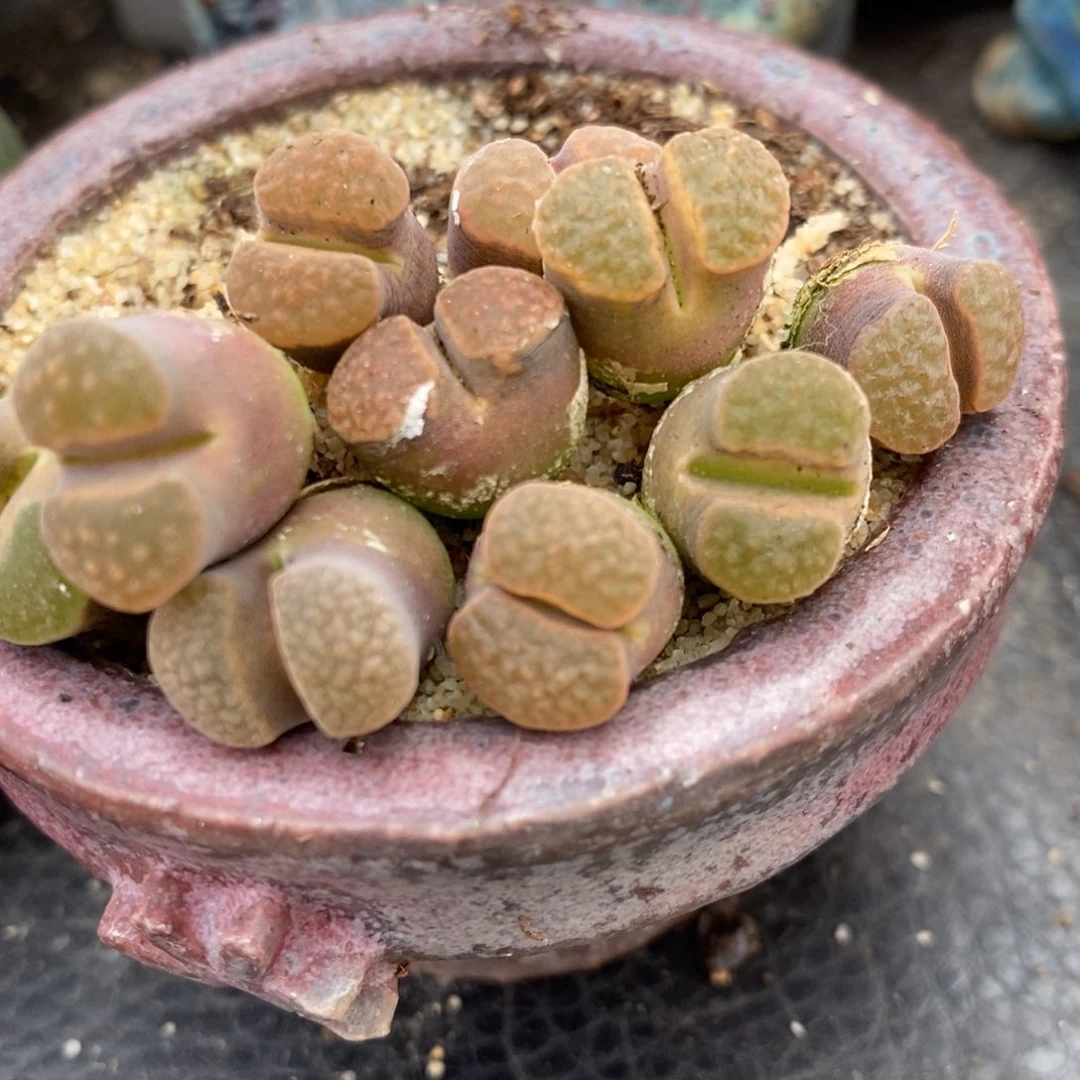 班克雪花磁铁1颗买2送1