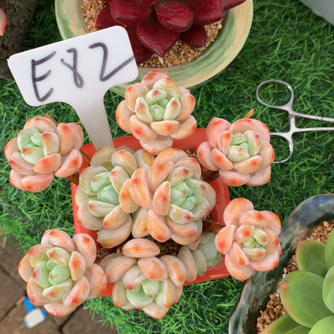 欣***娱冷香多肉植物yuwuwuw