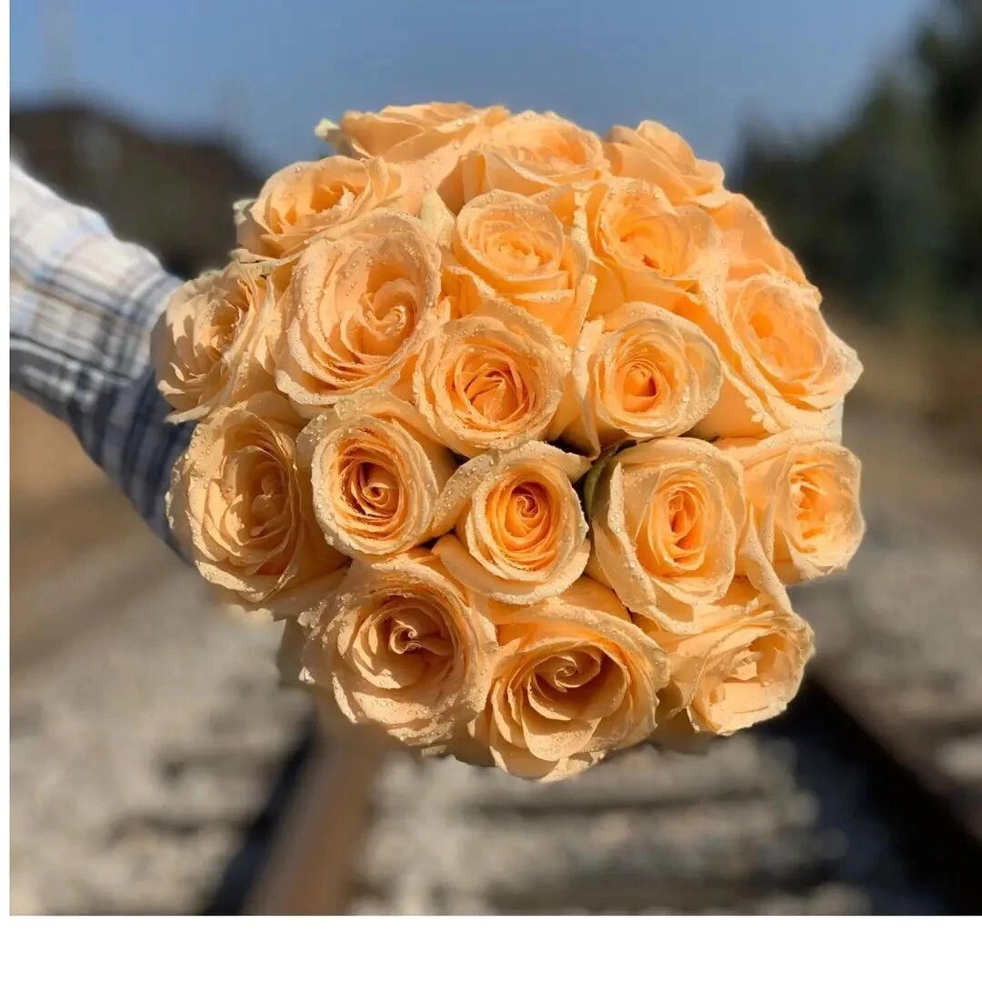 10枝-香槟玫瑰 -鲜花鲜切花好养家庭插花玫瑰鲜花速递配送