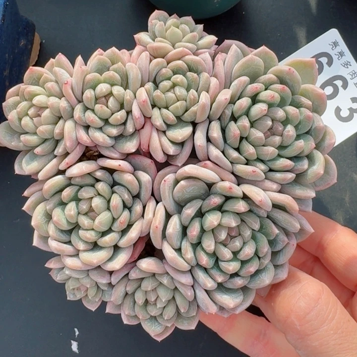 百达翡翠         精控精养多肉植物