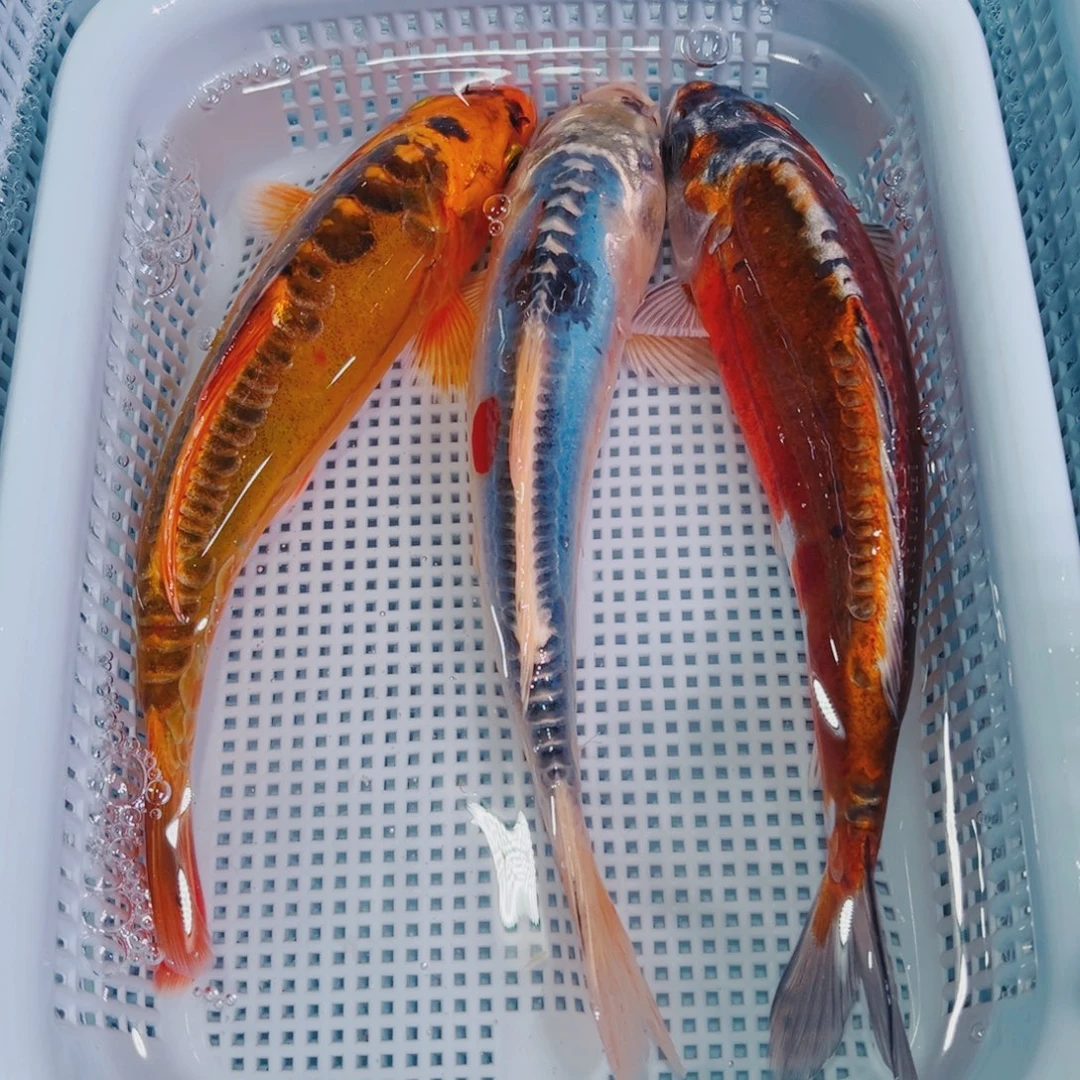 锦鲤锦鲤冷水鱼观赏615