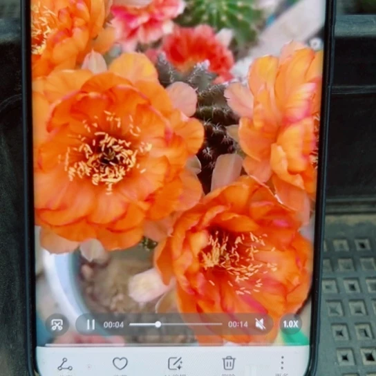 下45丽花L28歪无根侧芽2一3公分左右20包邮