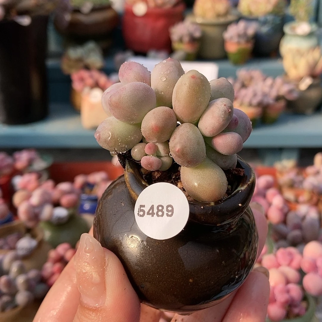 5489蛋黄奶酪带盆土