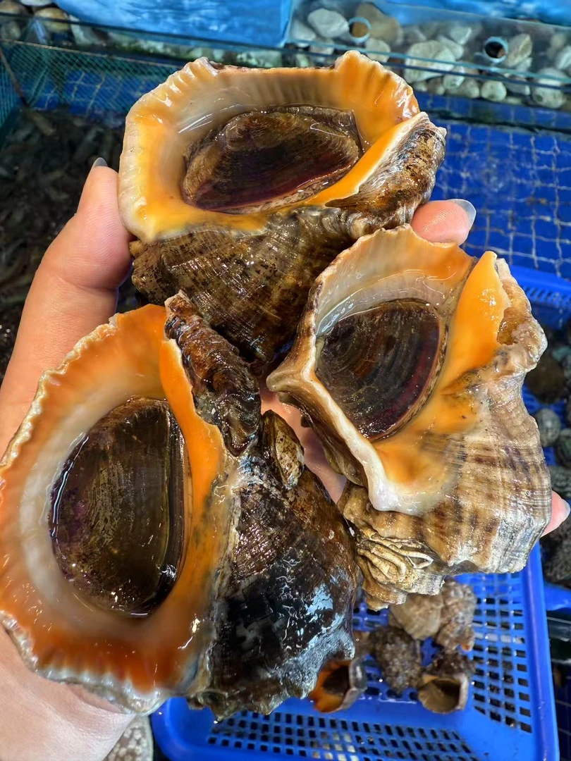 渤海湾野生海螺新鲜发货