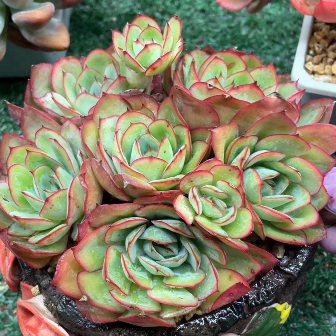 牡丹亭一物一拍28包邮非偏远