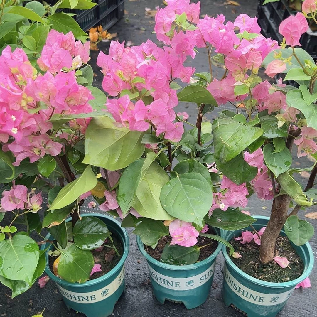 大部分花苞少量开放红粉佳人掌中宝一棵