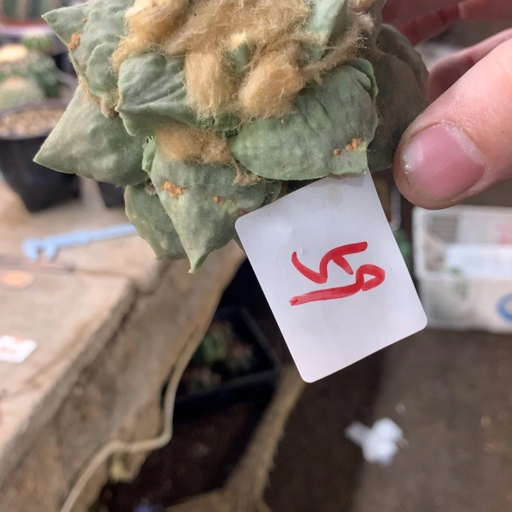 岩牡丹59号。。。。。。。