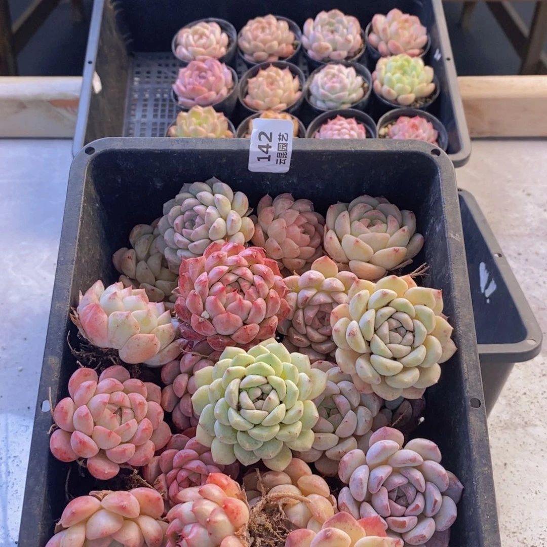 一物一拍。  142。