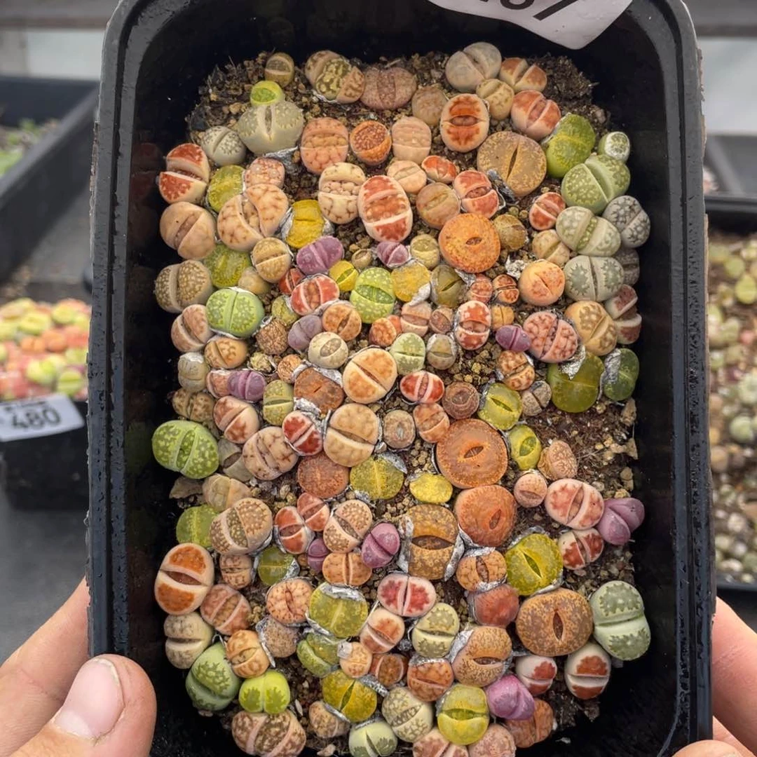 无铅玻璃000000000000487