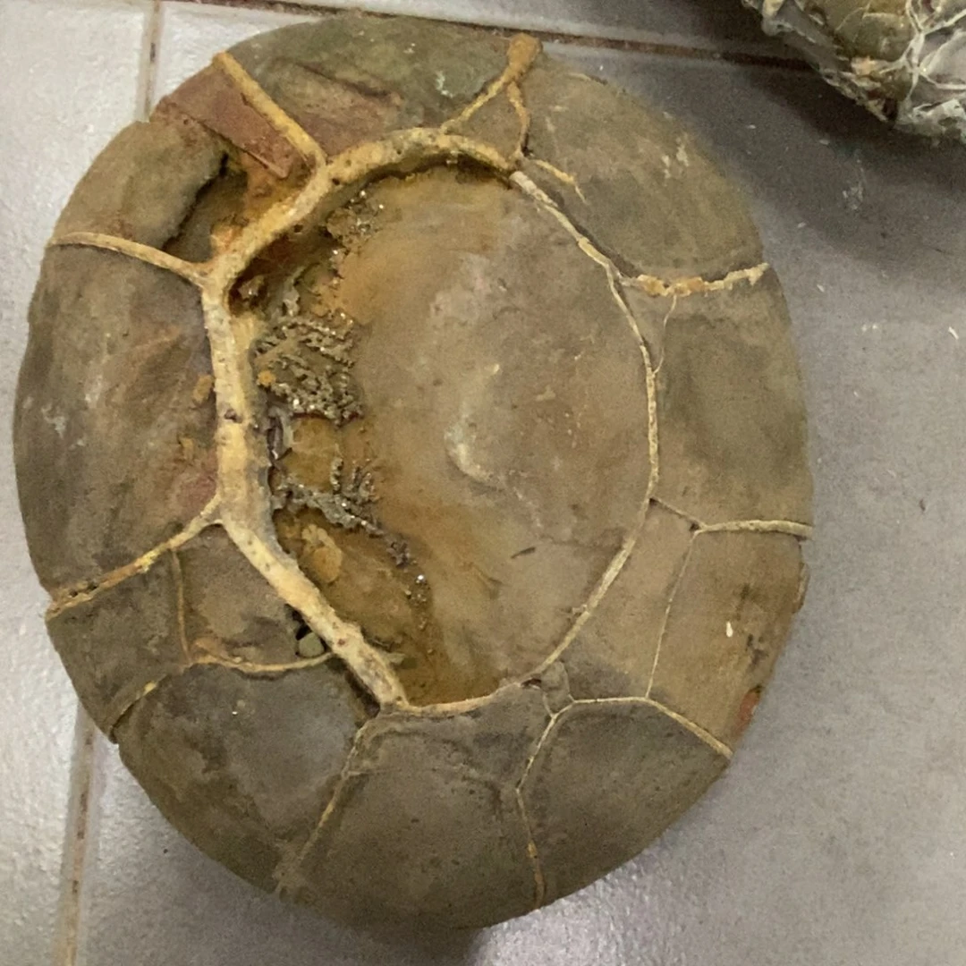 假***花龟纹石原产地直播