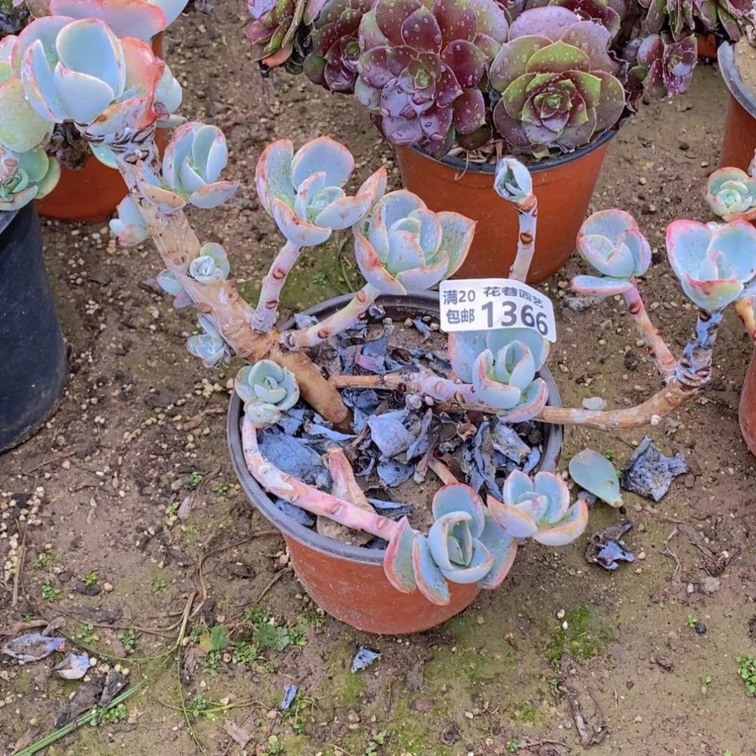 1366 号一物一拍多肉植物