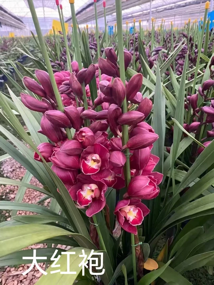 一物一拍，直播间所见即所得，或者直接购买，蕙兰兰花青叶大红袍