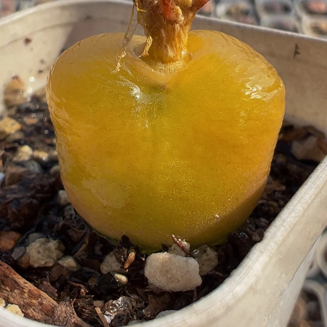 185多肉植物种类多样