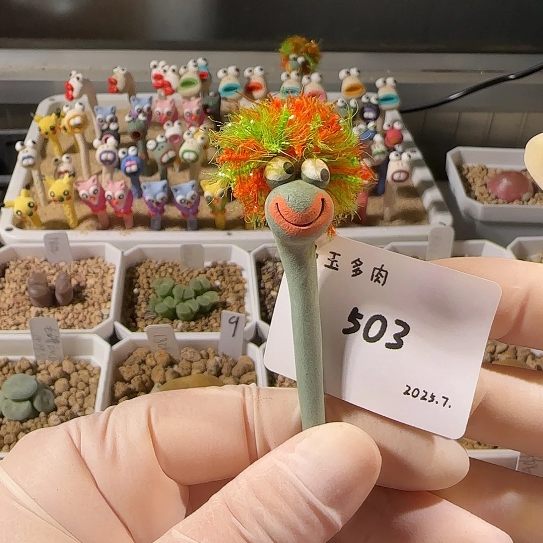 年***牙多肉多肉多肉7.27-503