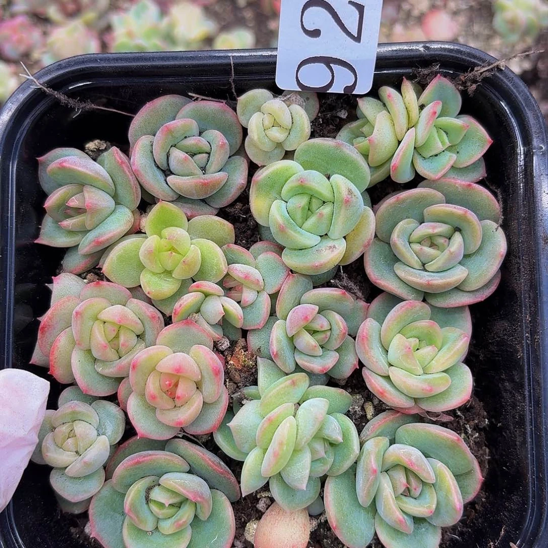 多肉植物多肉植物923