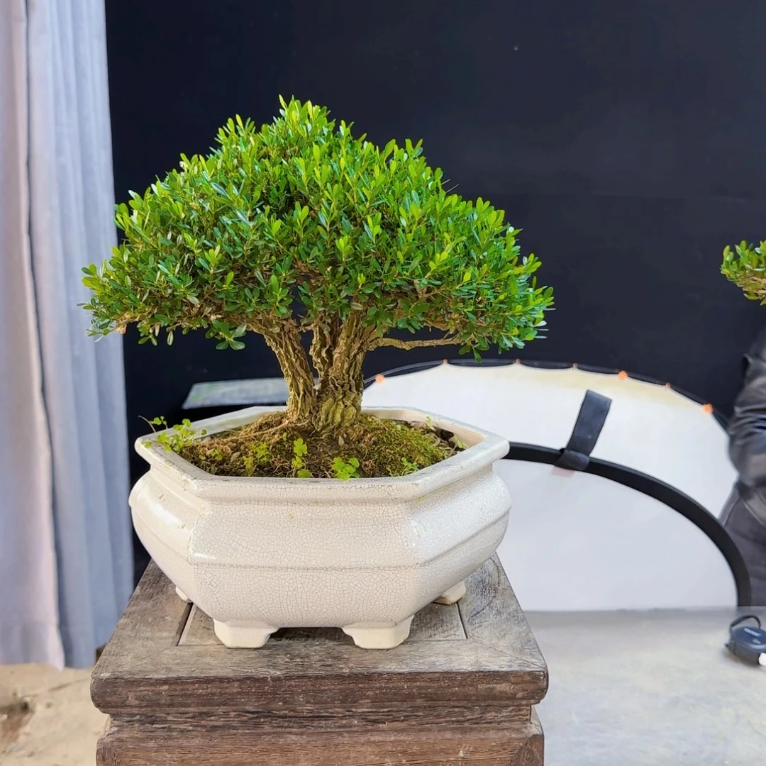 高端盆景艺术作品