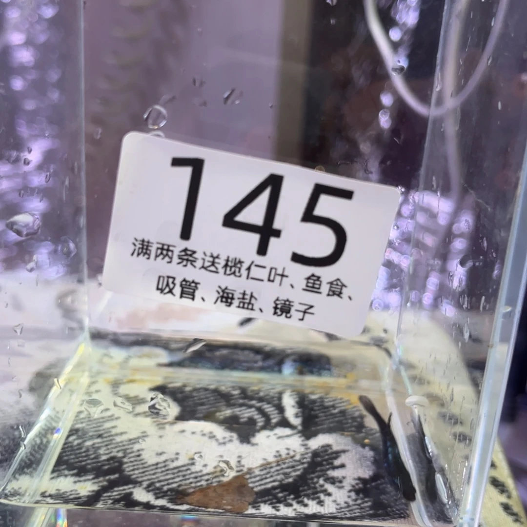 斗鱼泰国斗鱼145号