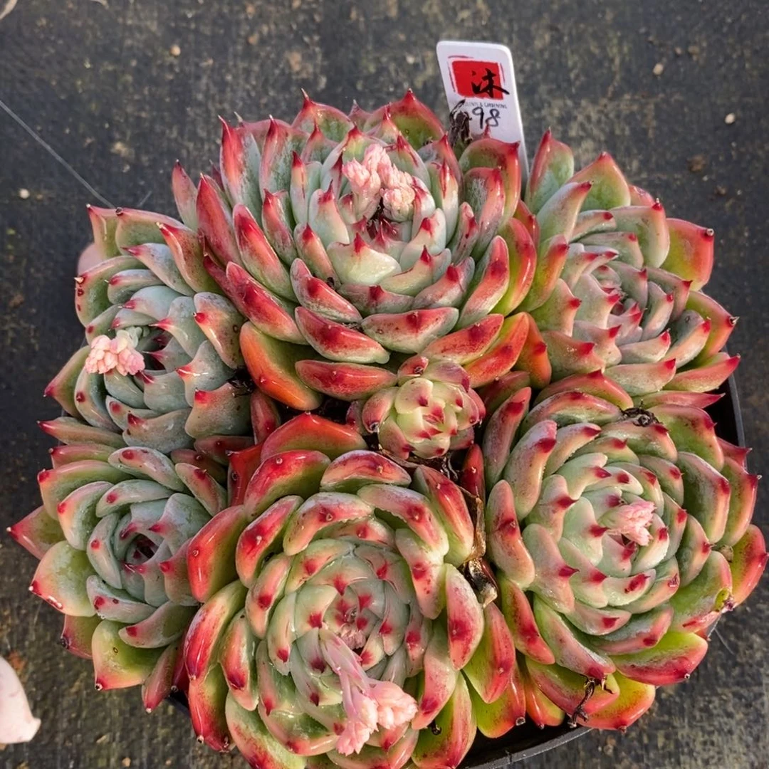 自助下单一物一拍多肉，下滑更多品种选择