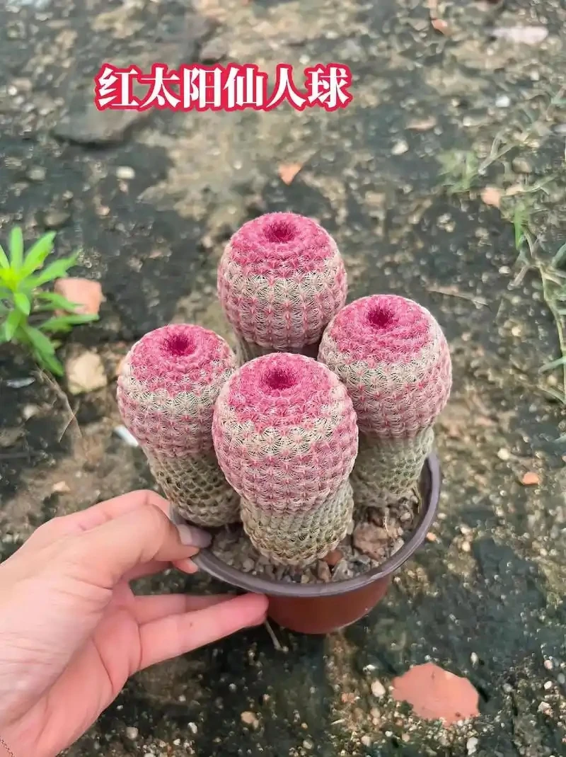 4个头红太阳仙人球
