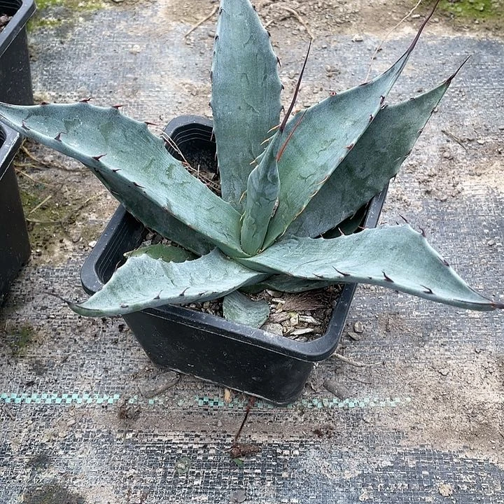 Z****n龙舌兰绿色植物