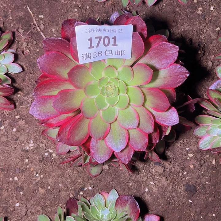 @***31701粉花妖多肉植物