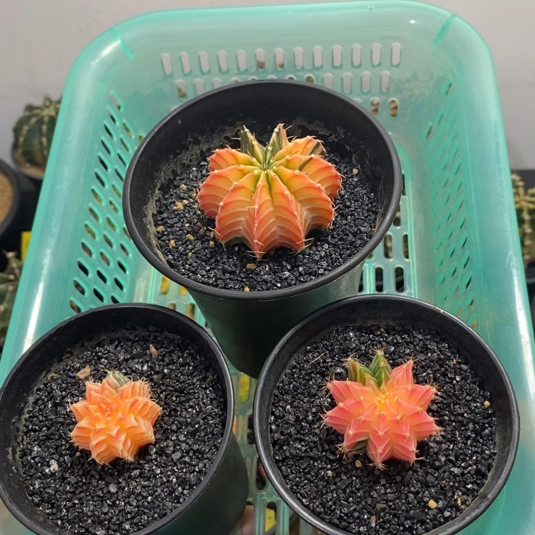 临***书精品米哈—脱土发货
