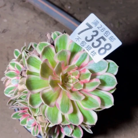 7358多肉植物法师半糖荔枝