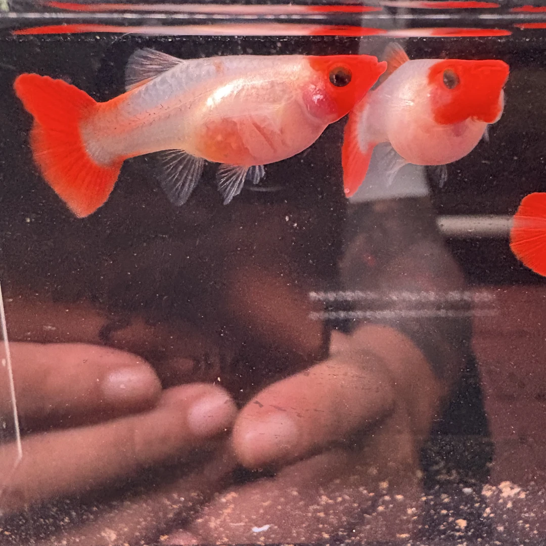 深海蓝玻璃猫小型热带观赏鱼好养耐活
