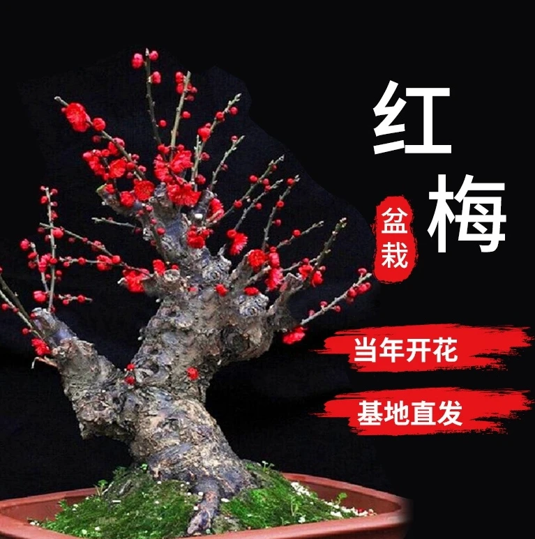 浓香型四季开花梅花盆栽老桩腊梅红梅树苗室内外花卉基地直销精品