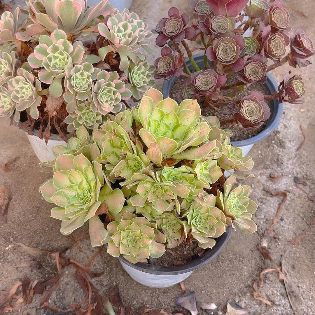 韶华魅金女妖多肉植物
