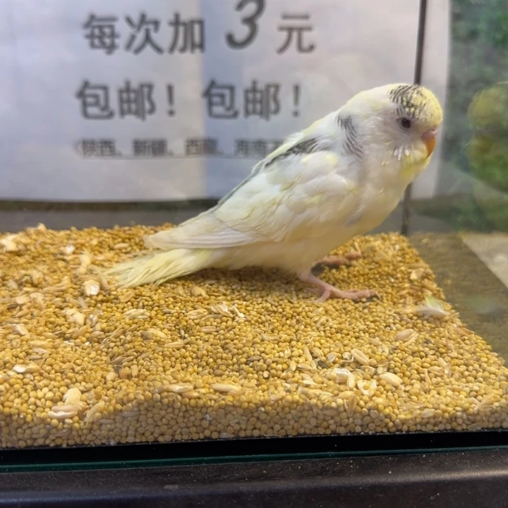 虎皮鹦鹉大头虎皮鹦鹉