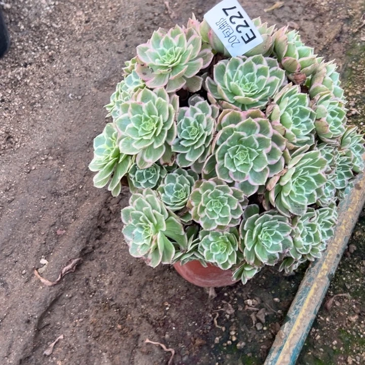 多肉植物227种植物