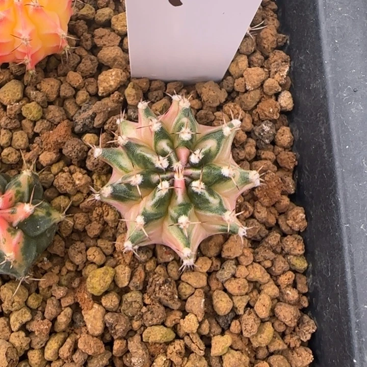 122-0211脱土发多肉