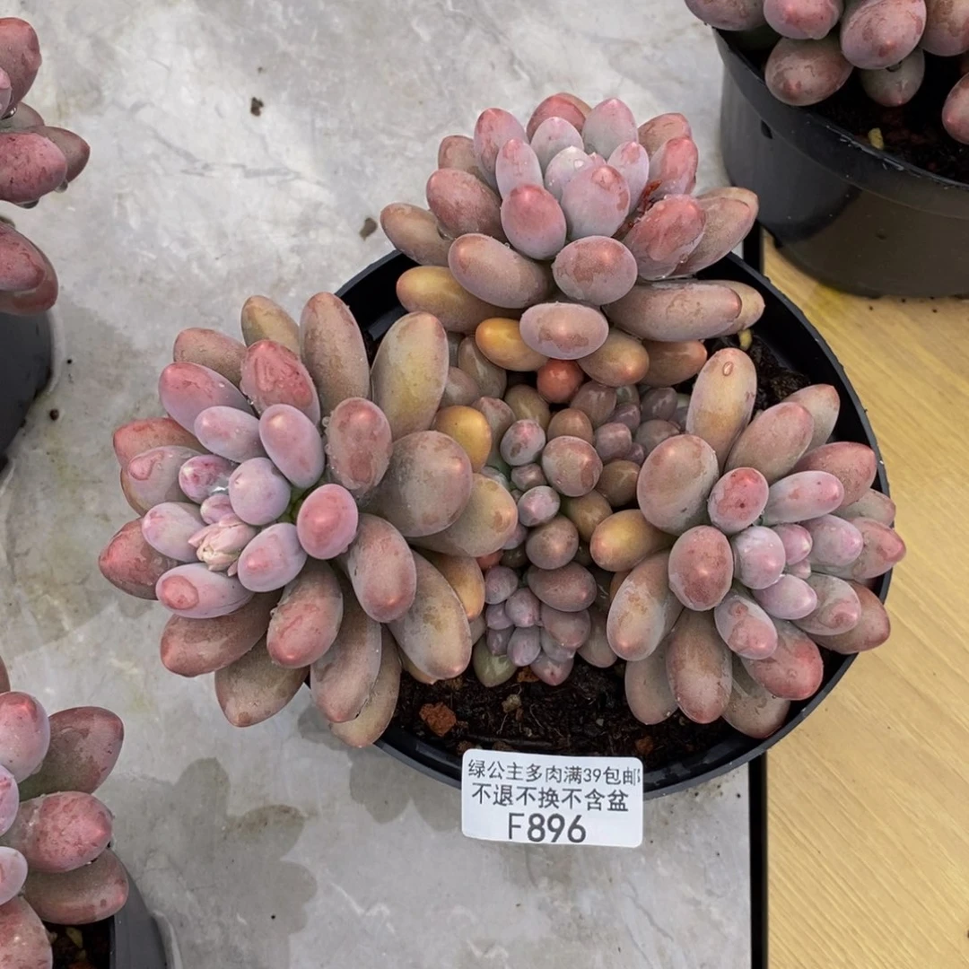 896蛋黄奶多肉15cm