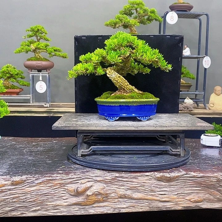 无花朵黄杨盆景四季常青啊