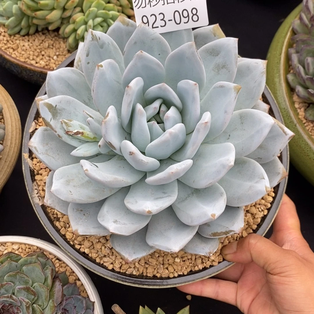 .*勿秒拍秒退 923-95嫦娥
