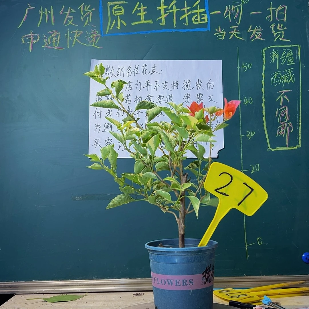 当前无花栽培后可以开花蜡染橙27