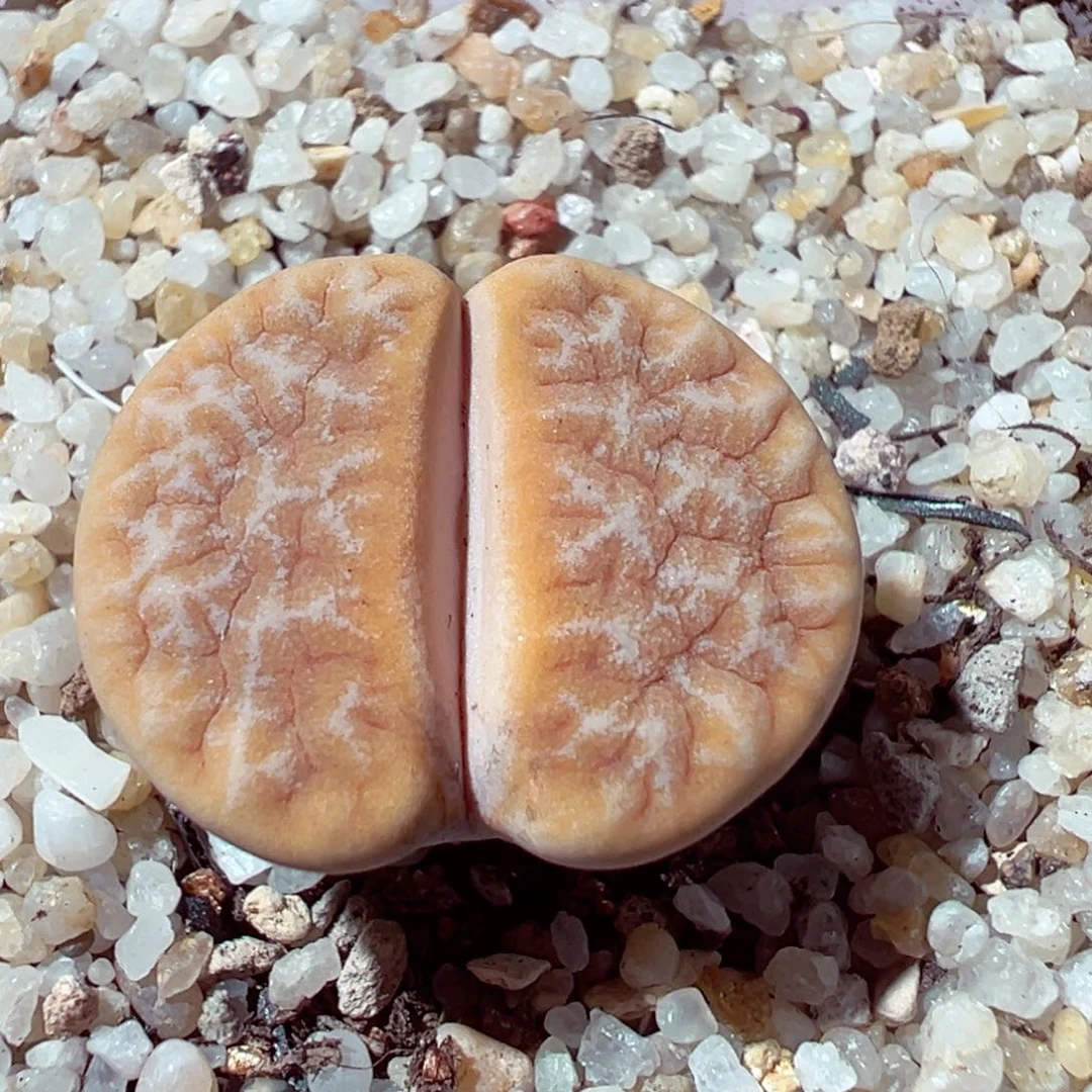 109-219多肉多肉拿铁