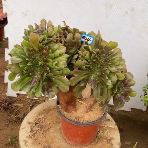 玫瑰缀化一物一拍