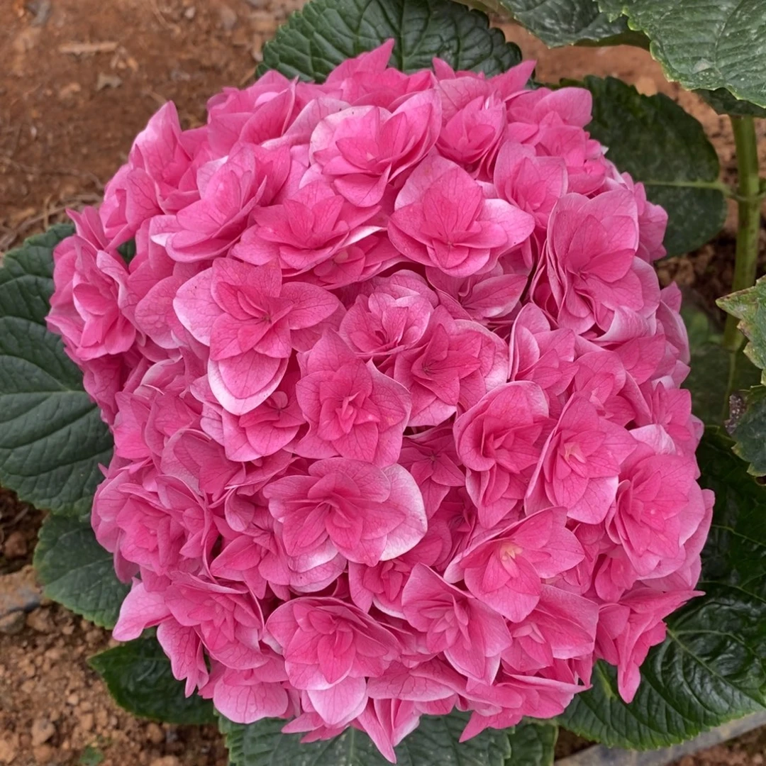 53号绣球/有色差介意勿拍/3单冷链包邮/偏远补运费发德邦