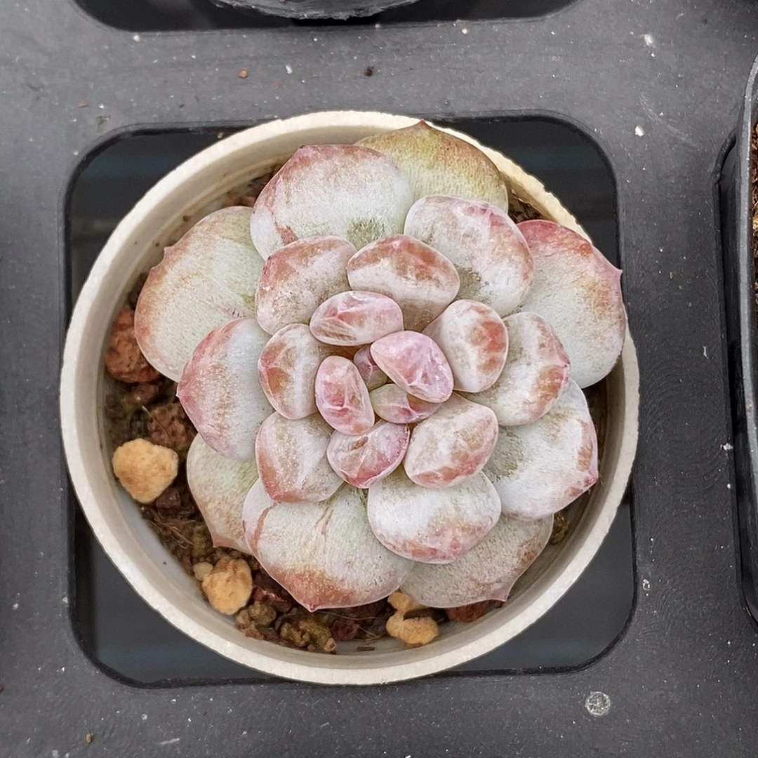 星星橙石化30包邮非偏远