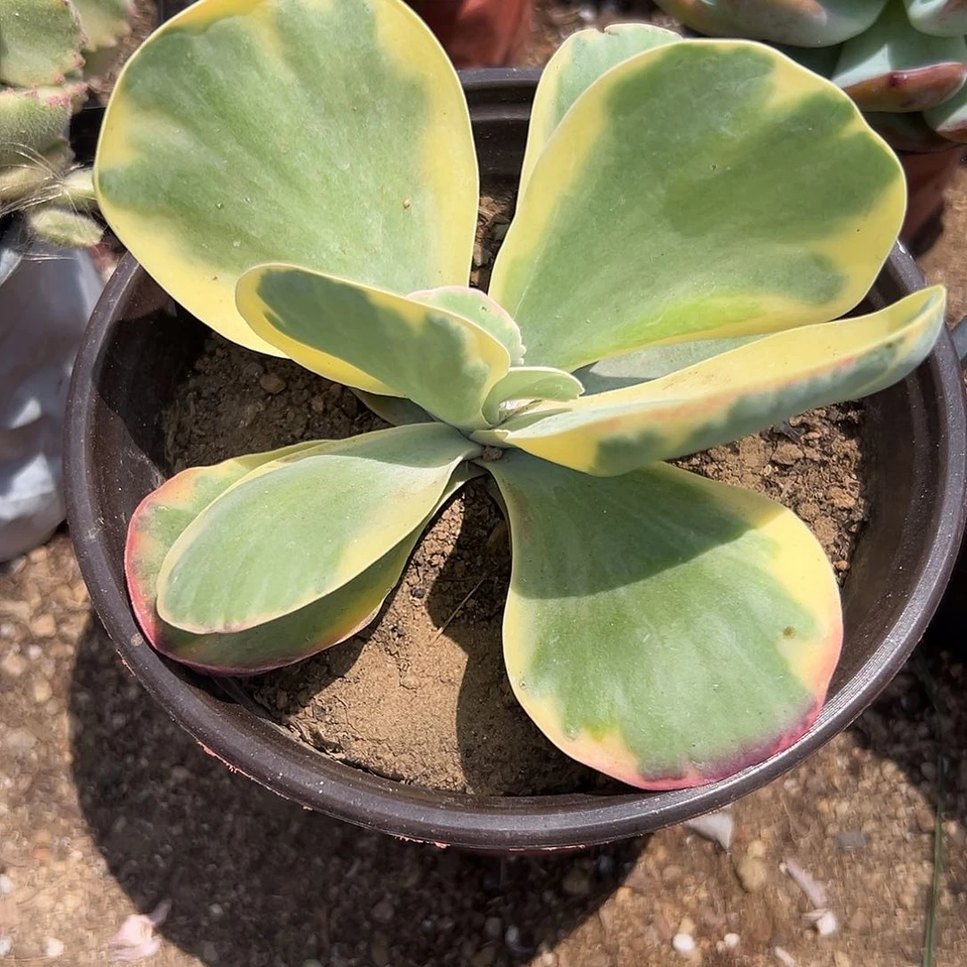 多肉植物多肉植物