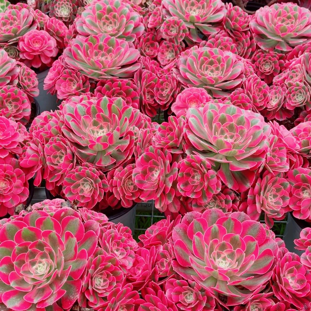 水蜜桃量拍多肉法师一个