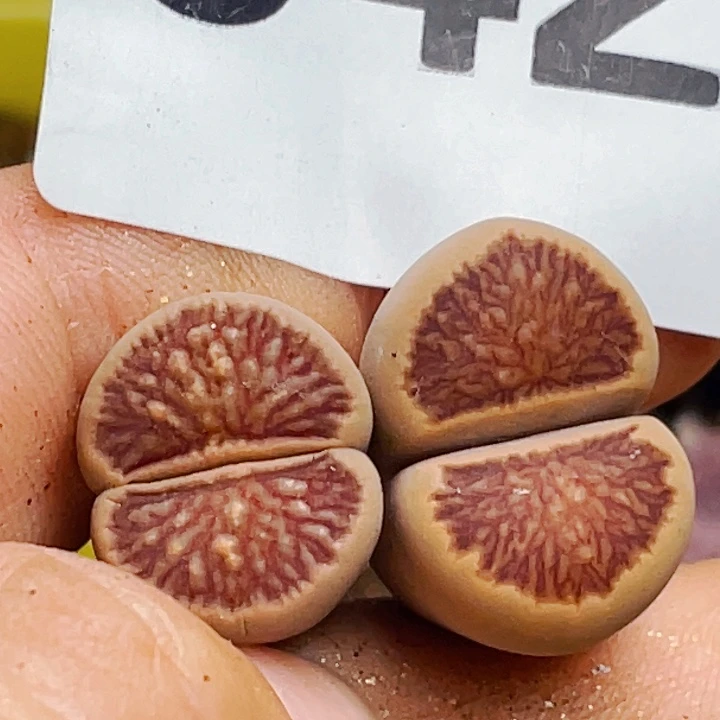 641优选岛田菊母本