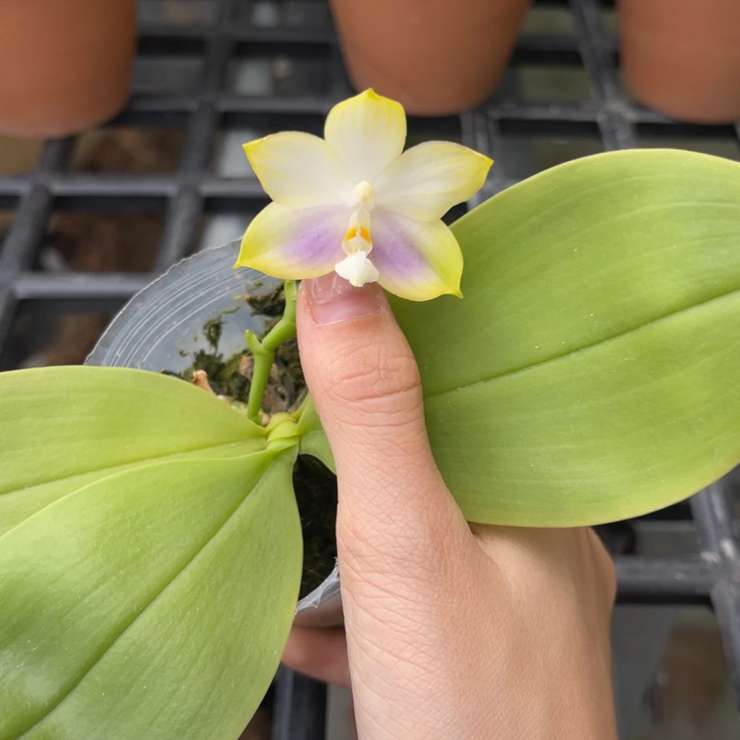 完全开放蝴蝶兰原生