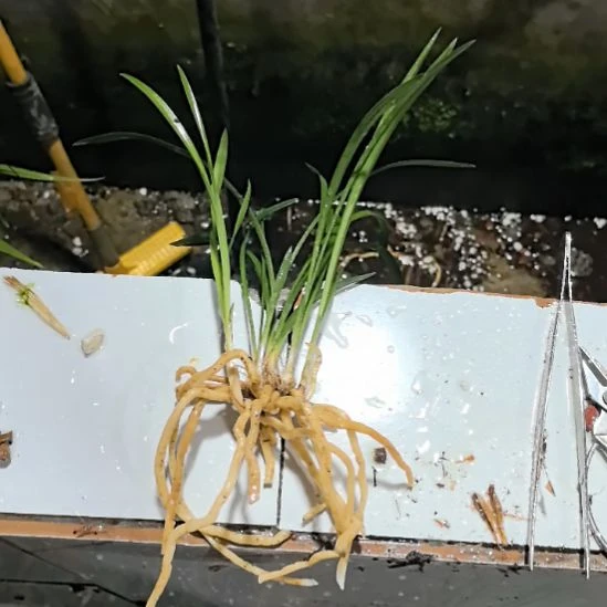 完全开放老种大富贵引种苗5苗