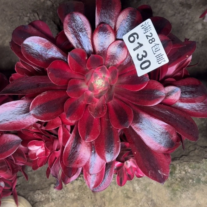 6130南美杜莎多肉植物