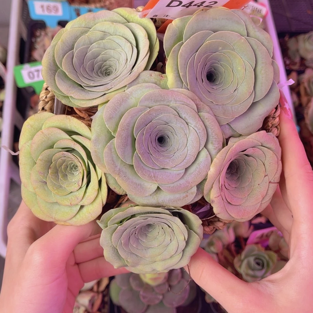 花篮一物一拍442号