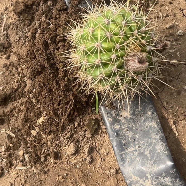 李***华清清粉黛根带花1